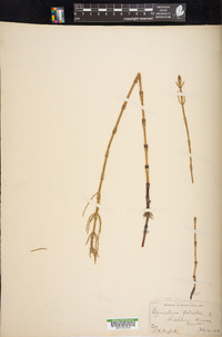 Equisetum palustre image