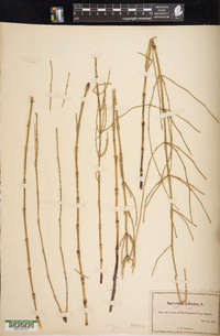 Equisetum palustre image