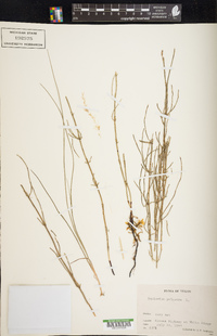 Equisetum palustre image