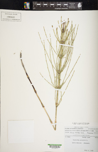 Equisetum palustre image