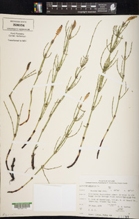 Equisetum palustre image