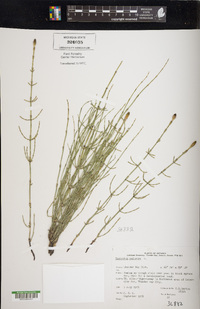 Equisetum palustre image