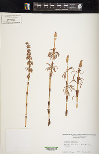 Equisetum sylvaticum image