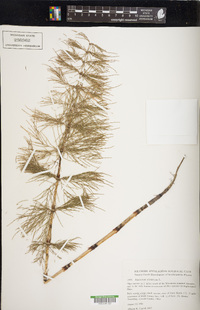 Equisetum sylvaticum image