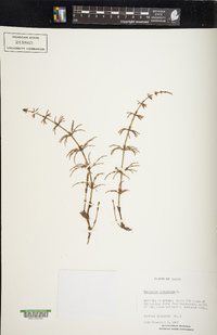 Equisetum sylvaticum image