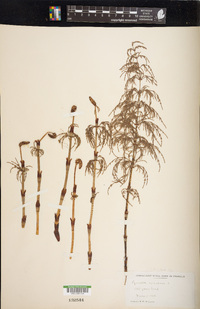 Equisetum sylvaticum image