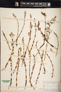 Equisetum sylvaticum image