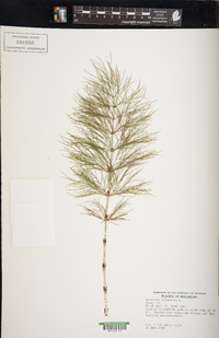 Equisetum sylvaticum image