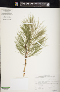 Equisetum sylvaticum image