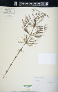 Equisetum sylvaticum image