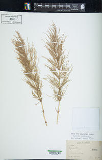 Equisetum sylvaticum image