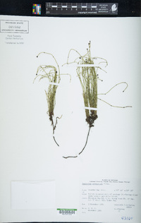 Equisetum scirpoides image