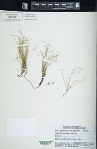 Equisetum scirpoides image