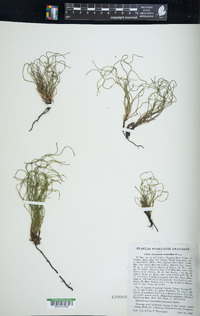 Equisetum scirpoides image