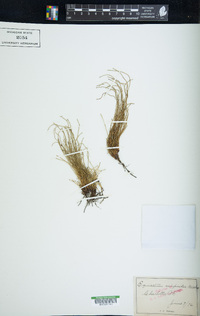 Equisetum scirpoides image