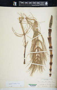 Equisetum telmateia image