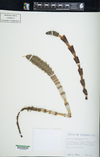 Equisetum telmateia image