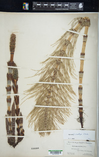 Equisetum telmateia image