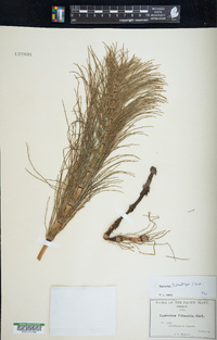 Equisetum telmateia image