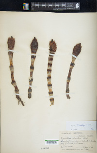 Equisetum telmateia image