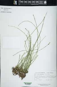 Equisetum variegatum image