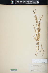 Equisetum variegatum image