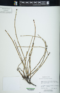 Equisetum variegatum image