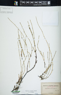 Equisetum variegatum var. variegatum image