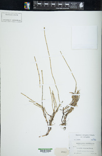 Equisetum variegatum var. variegatum image