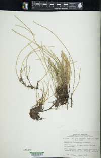 Equisetum variegatum image