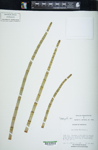 Equisetum fluviatile image