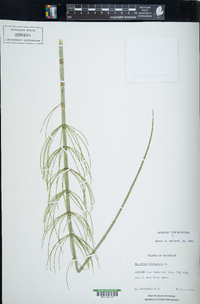 Equisetum fluviatile image