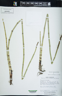 Equisetum fluviatile image