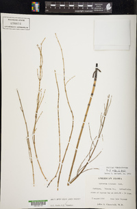 Equisetum × litorale image