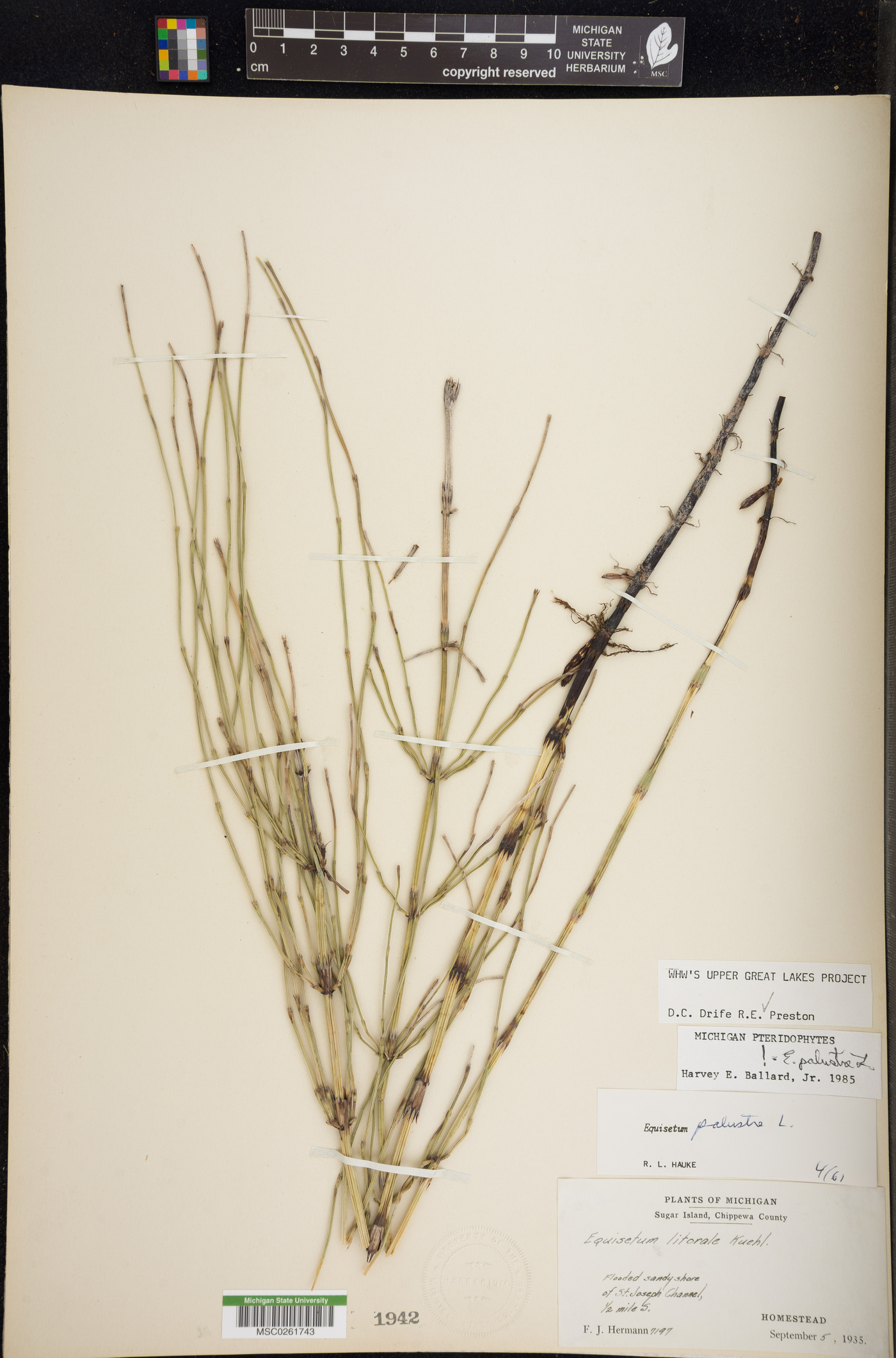 Equisetum palustre image