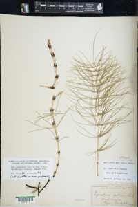 Equisetum pratense image