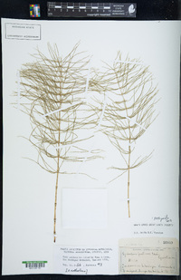 Equisetum pratense image