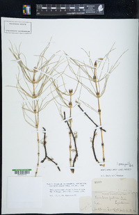 Equisetum pratense image