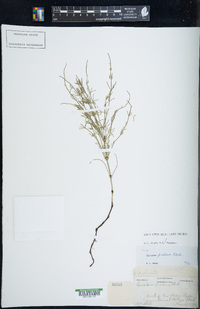 Equisetum pratense image