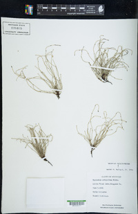 Equisetum scirpoides image