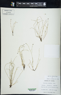 Equisetum scirpoides image