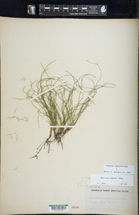 Equisetum scirpoides image