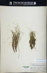 Equisetum scirpoides image