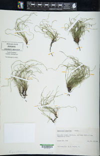 Equisetum scirpoides image