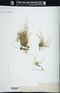 Equisetum scirpoides image