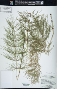 Equisetum sylvaticum image