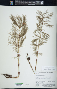 Equisetum sylvaticum image