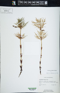 Equisetum sylvaticum image