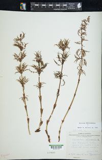 Equisetum sylvaticum image