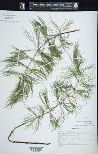 Equisetum sylvaticum image